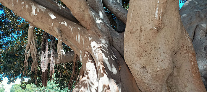 Racines de Ficus macrophylla