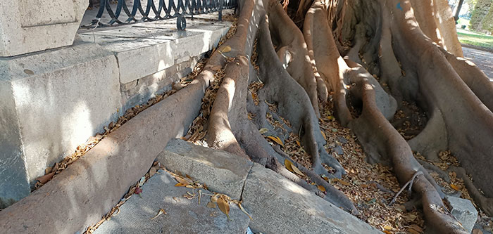 Racines de Ficus macrophylla