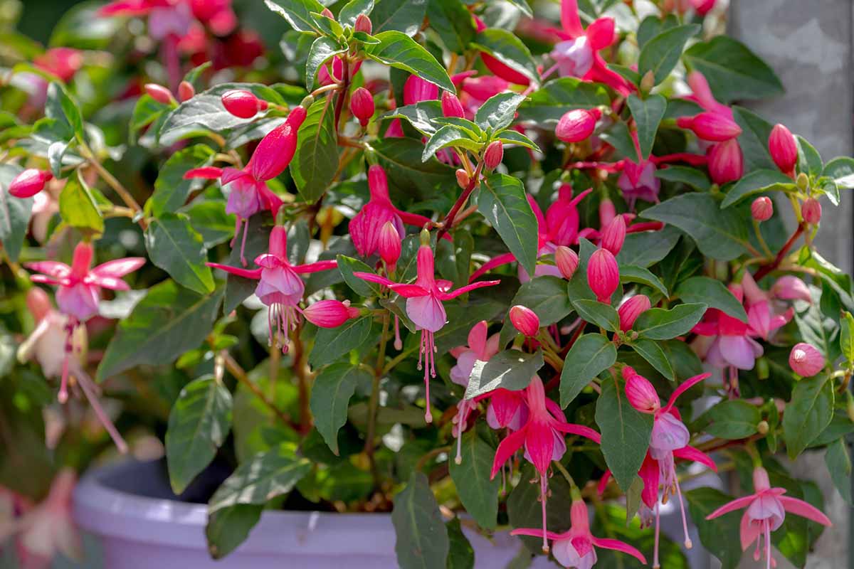 Photo horizontale d'une plante fuchsia poussant dans un pot couvert de fleurs rose foncé.