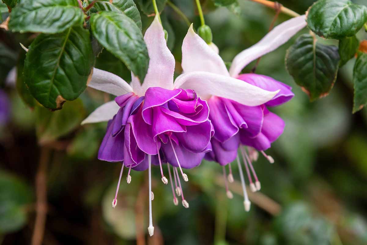 Une photo horizontale en gros plan de deux fleurs fuchsia violettes représentées sur un fond flou.