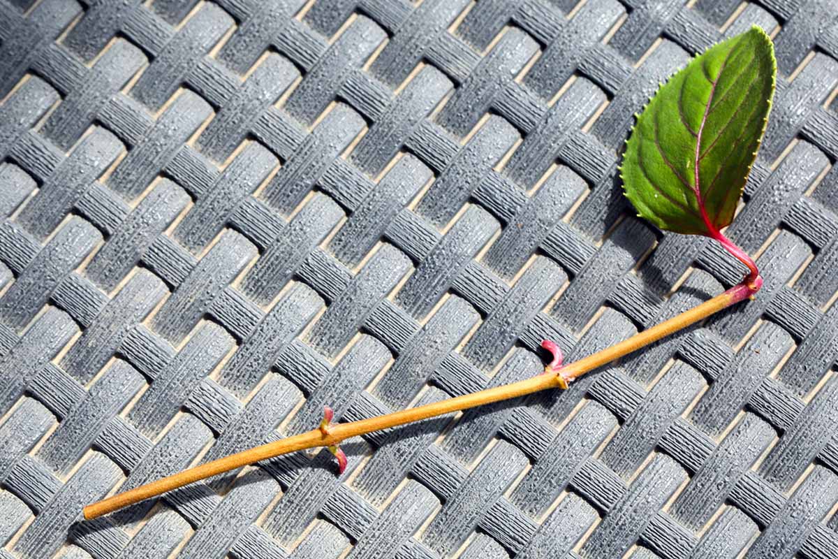 Une photo horizontale en gros plan d'une tige fuchsia coupée sur un tapis gris tissé.