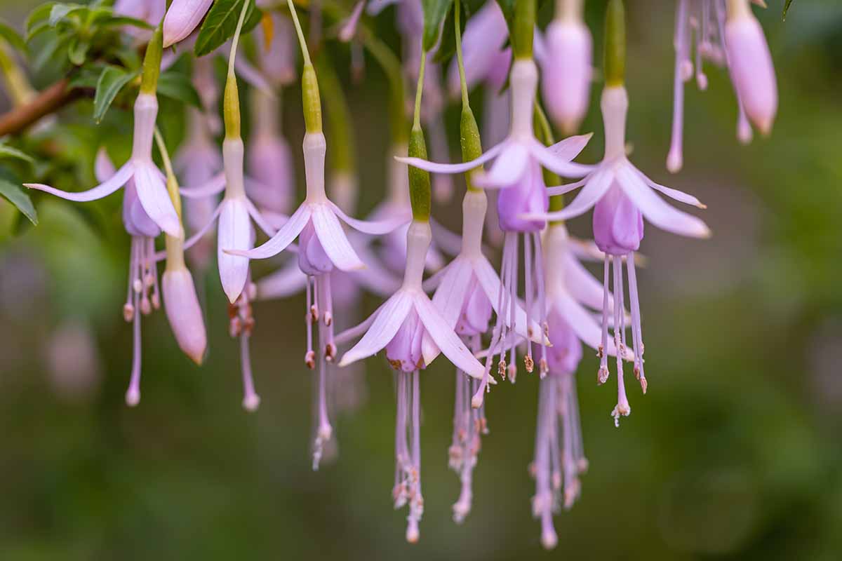 Une photo horizontale en gros plan de plusieurs fleurs fuchsia rose clair poussant dans un jardin.