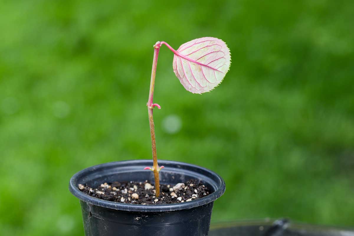 Une photo horizontale d'une coupe fuchsia enracinée dans un pot de pépinière noir sur fond d'herbe verte.
