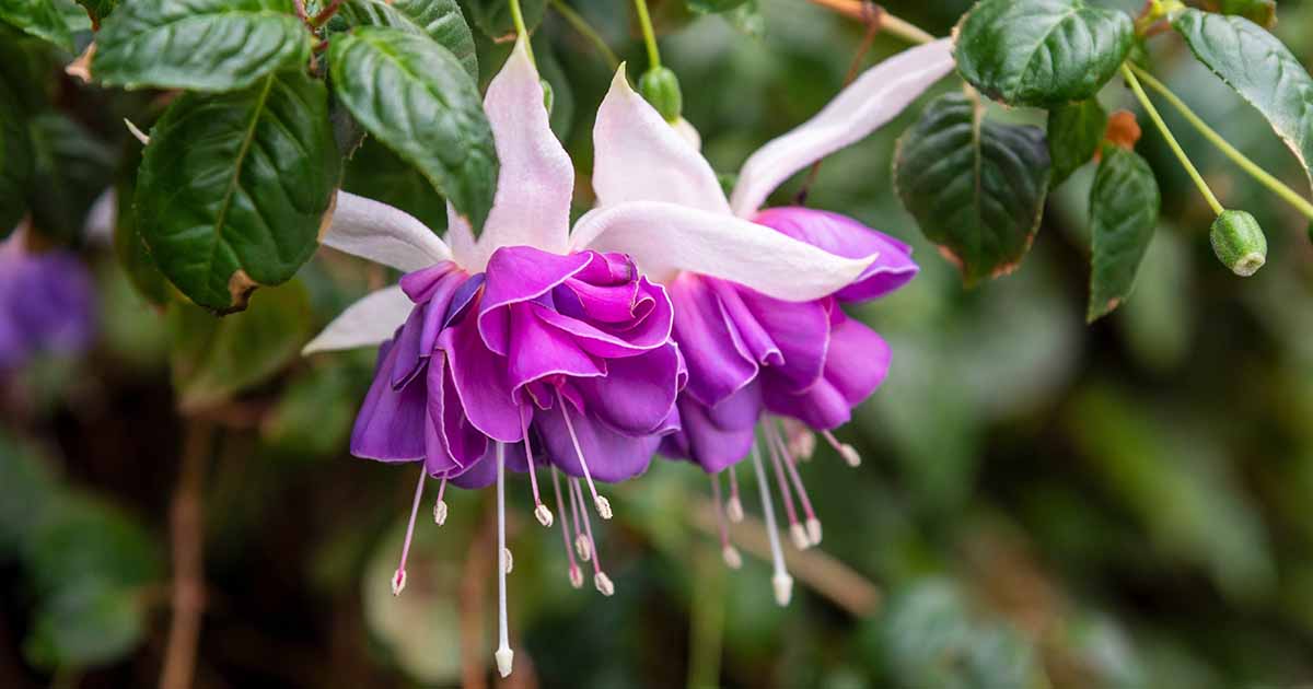 Comment propager des plantes fuchsia à partir de boutures de tiges