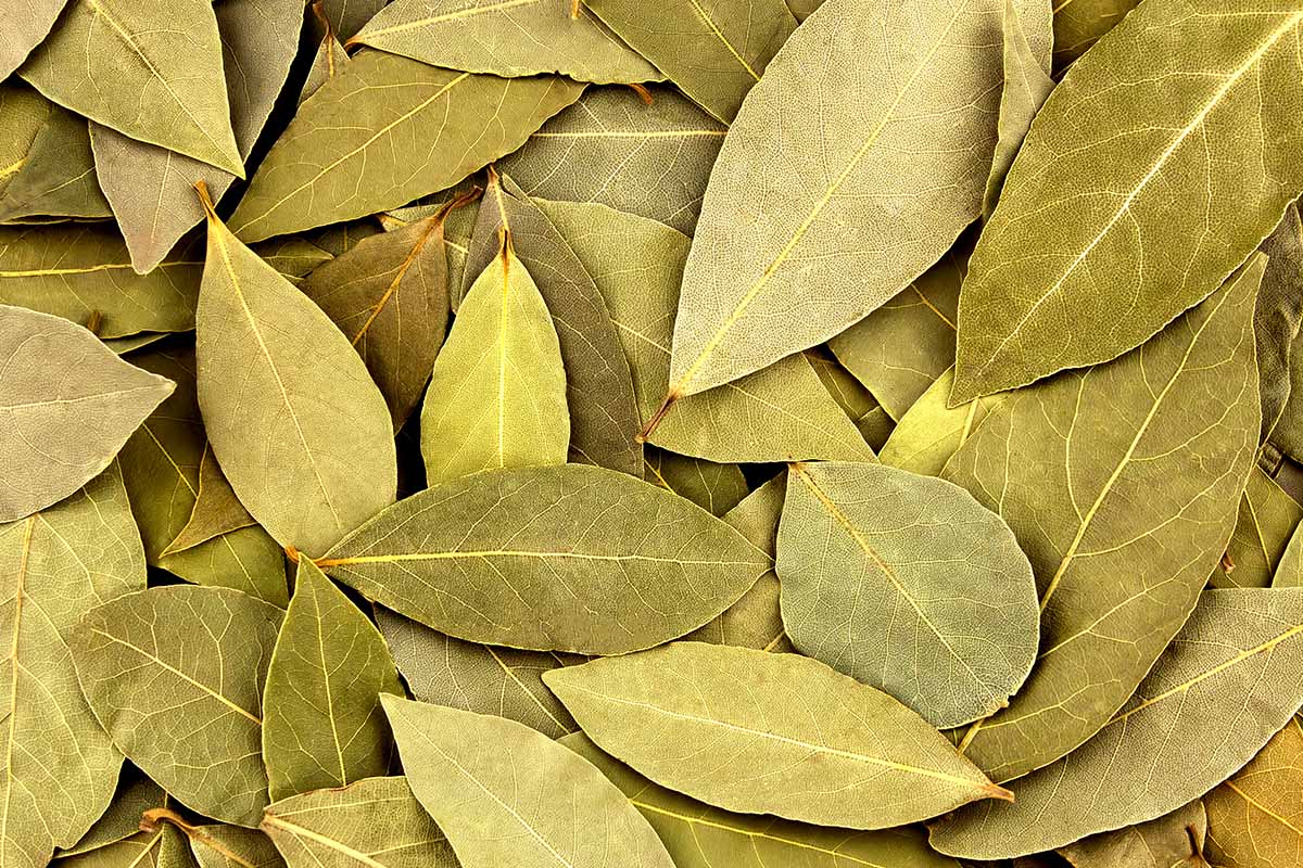 Une image horizontale en gros plan d'un tas de feuilles de laurier séchées.
