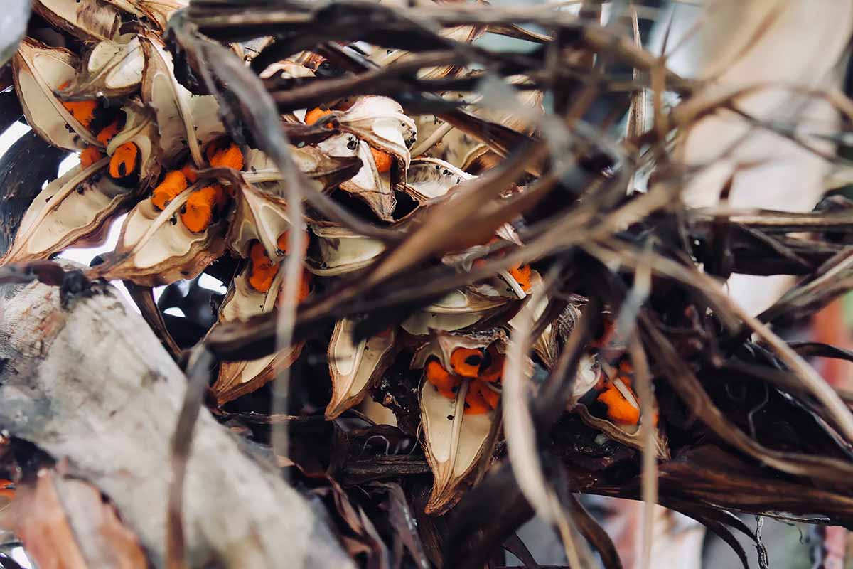Une image horizontale en gros plan des capsules de graines d'un Strelitzia nicolai.