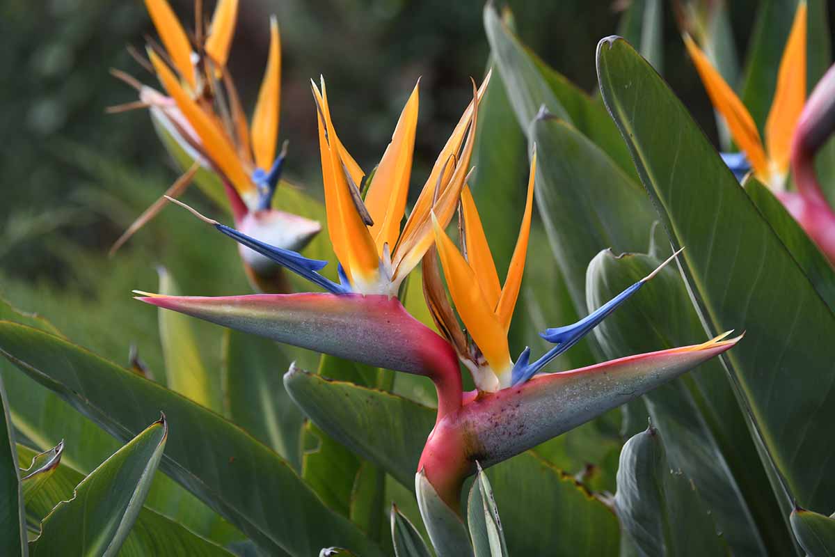 Une image horizontale en gros plan de fleurs colorées d'oiseau de paradis (Strelitzia) poussant dans le paysage sous un soleil léger.