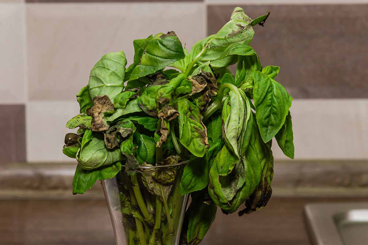 Une image horizontale en gros plan de tiges de basilic toutes décolorées et fanées dans un vase sur un comptoir de cuisine.