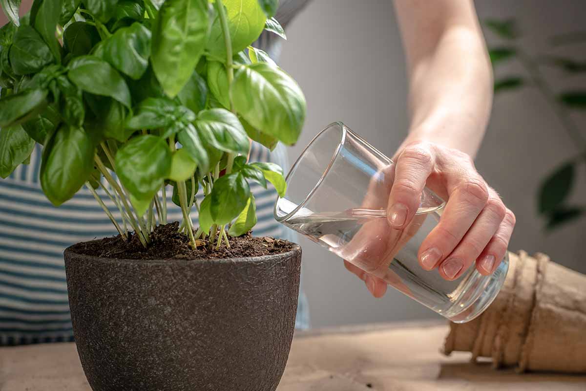 Une image horizontale en gros plan d'un jardinier portant un tablier rayé utilisant un verre pour arroser un plant de basilic en pot à l'intérieur.