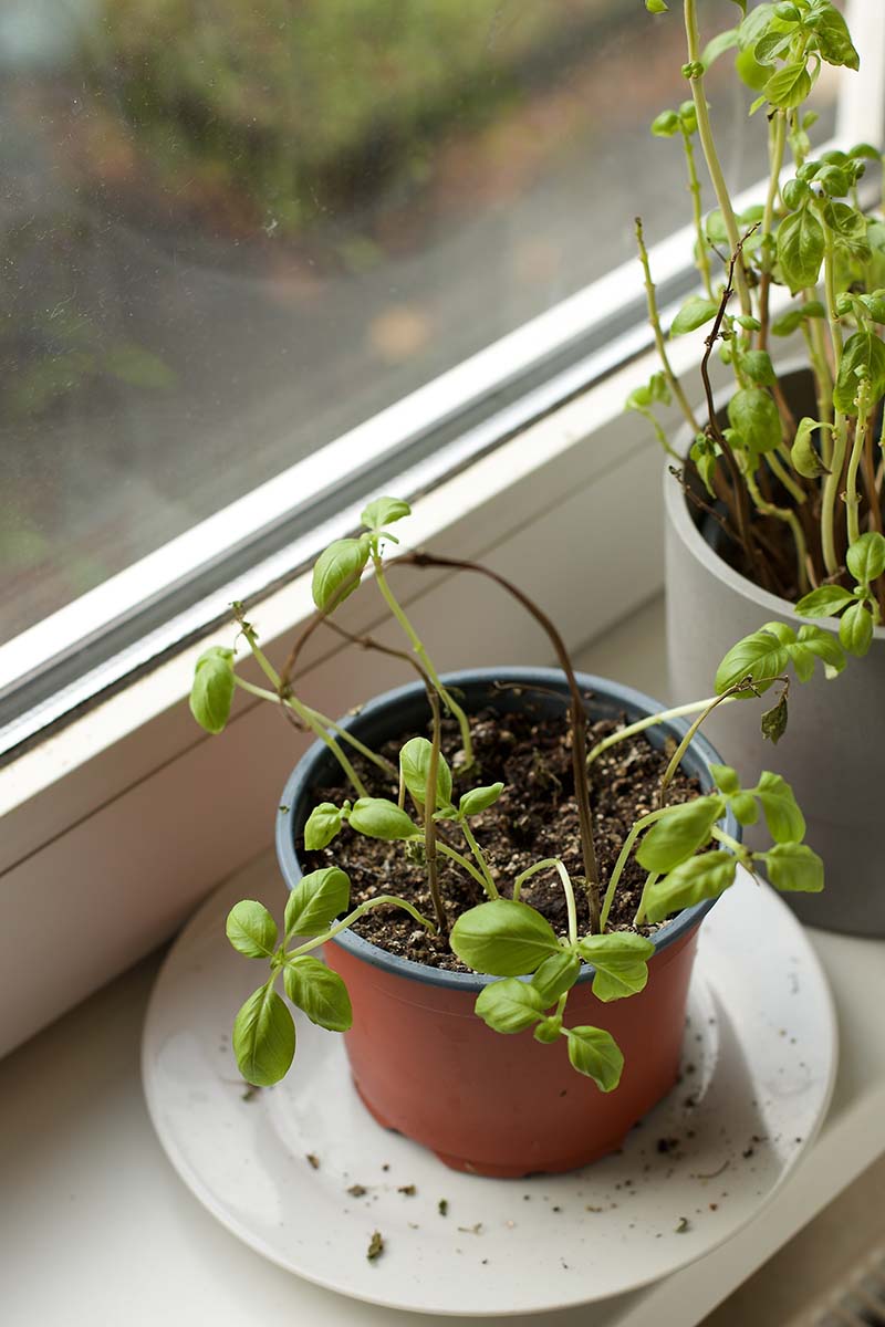 Une image verticale de deux plants de basilic fanés et débraillés dans des pots sur un rebord de fenêtre.
