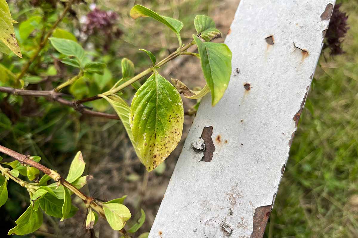Une image horizontale du feuillage d'une plante de basilic flétrie et malade près d'une clôture d'apparence débraillée.