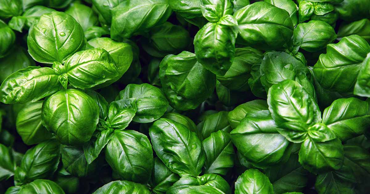 9 raisons pour lesquelles vos plants de basilic se fanent et s'affaissent
