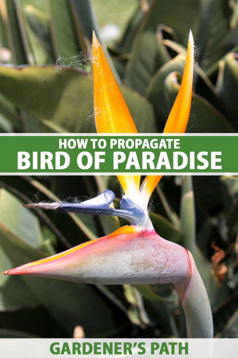 Image verticale en gros plan d'une fleur d'oiseau de paradis poussant dans le jardin, photographiée sur un fond flou. Au centre et en bas du cadre se trouve un texte imprimé en vert et blanc.