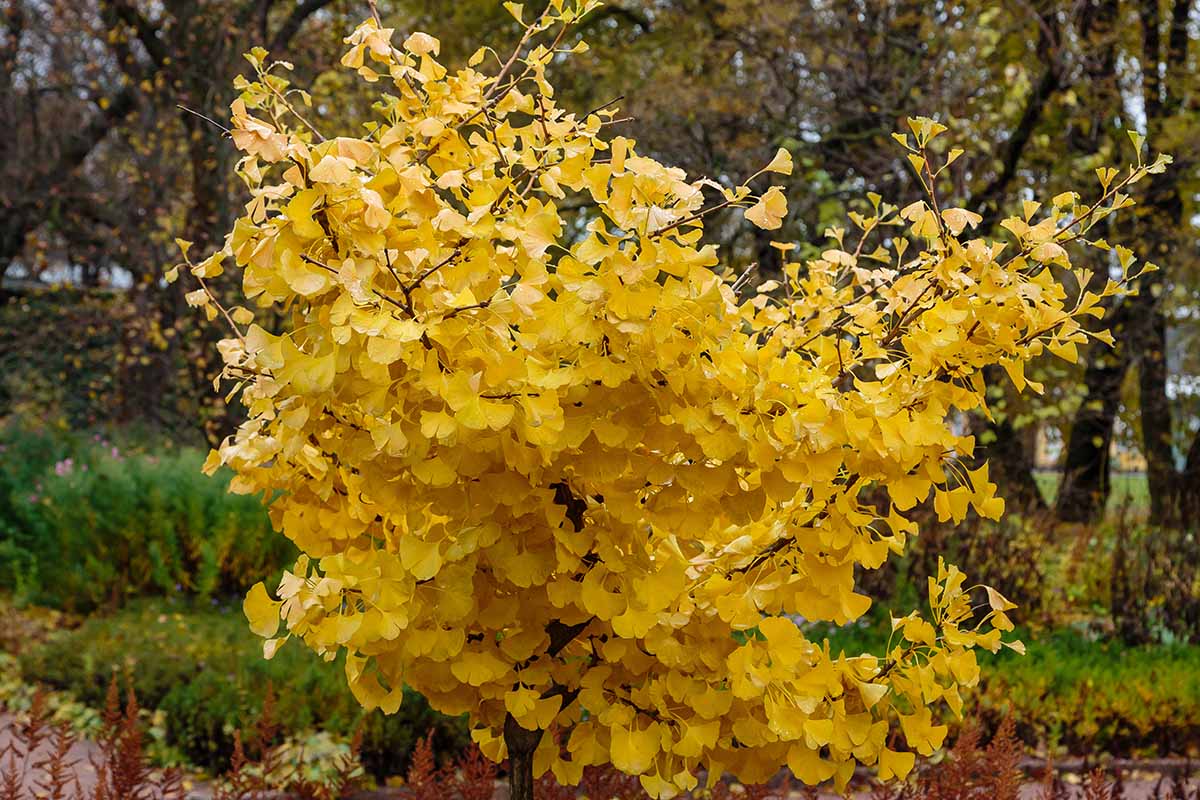 Une image horizontale en gros plan d'un petit arbre Ginkgo biloba poussant dans le jardin avec un feuillage jaune en automne.