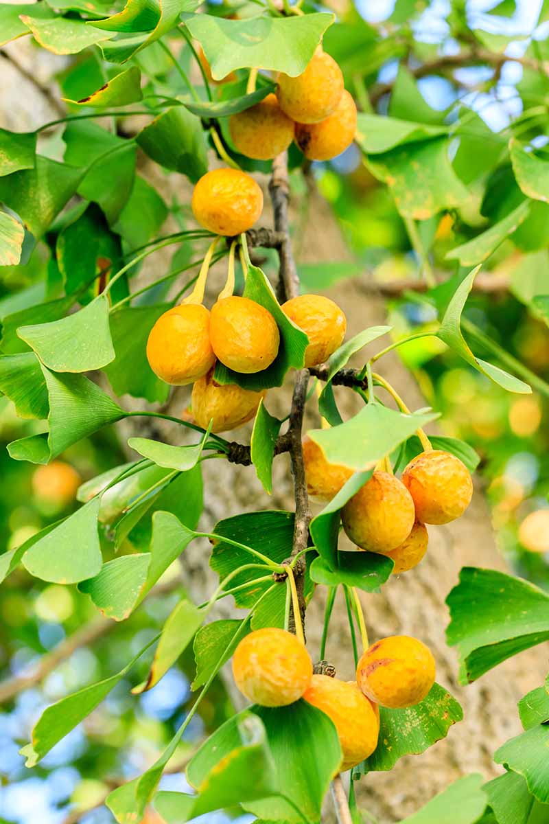 Une image verticale en gros plan de fruits mûrs sur un arbre ginkgo femelle entouré de feuillage vert.