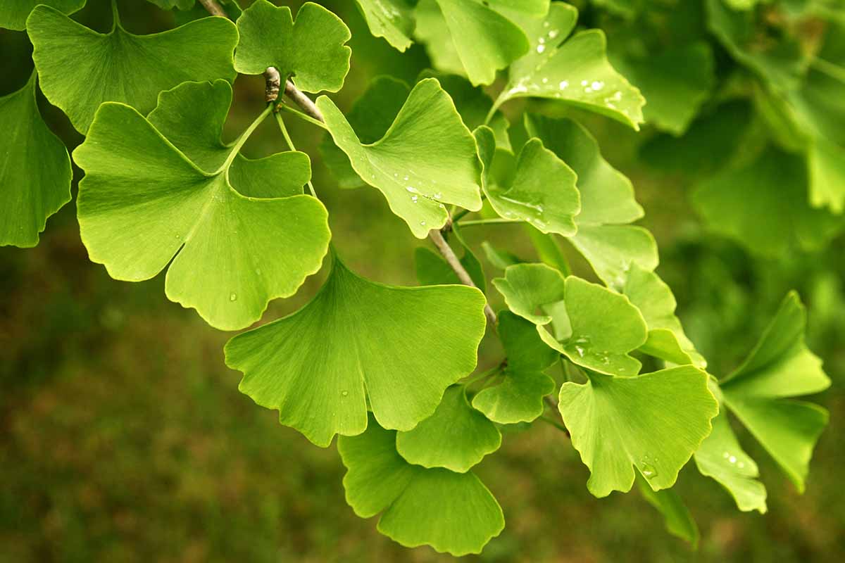 Une image horizontale en gros plan du feuillage vert d'un ginkgo biloba poussant dans le jardin, photographiée sur un arrière-plan flou.