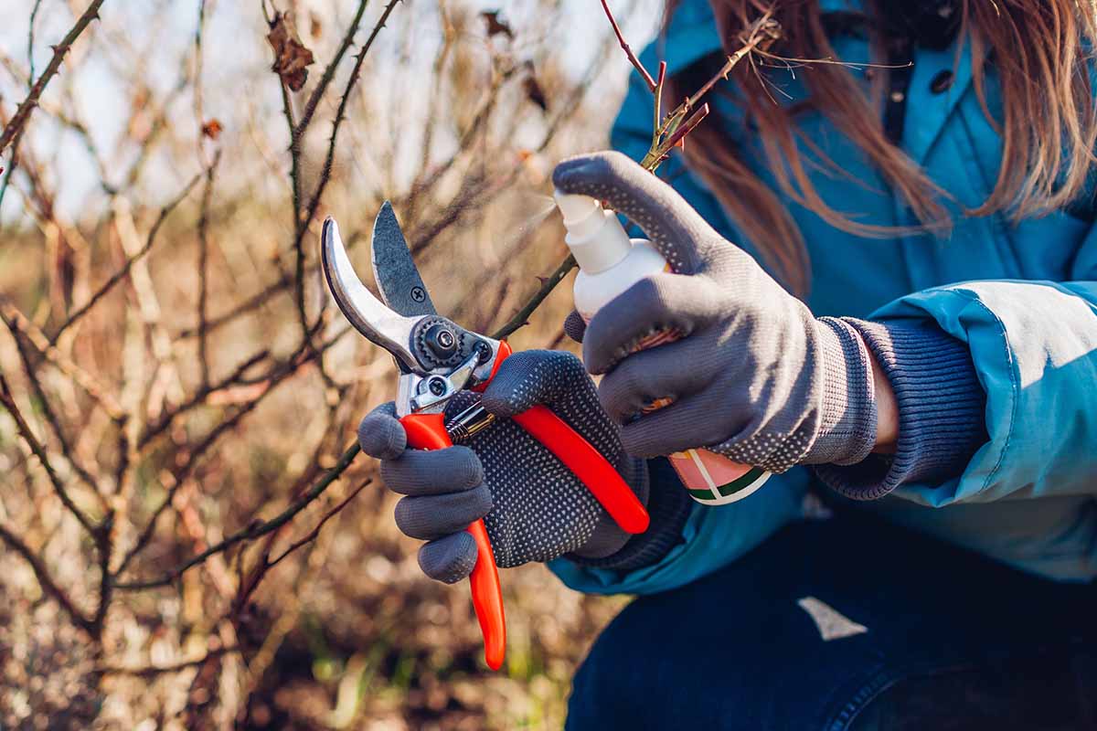 Une image horizontale en gros plan d'un jardinier portant des gants et utilisant un spray pour désinfecter les sécateurs avant de travailler dans le jardin.