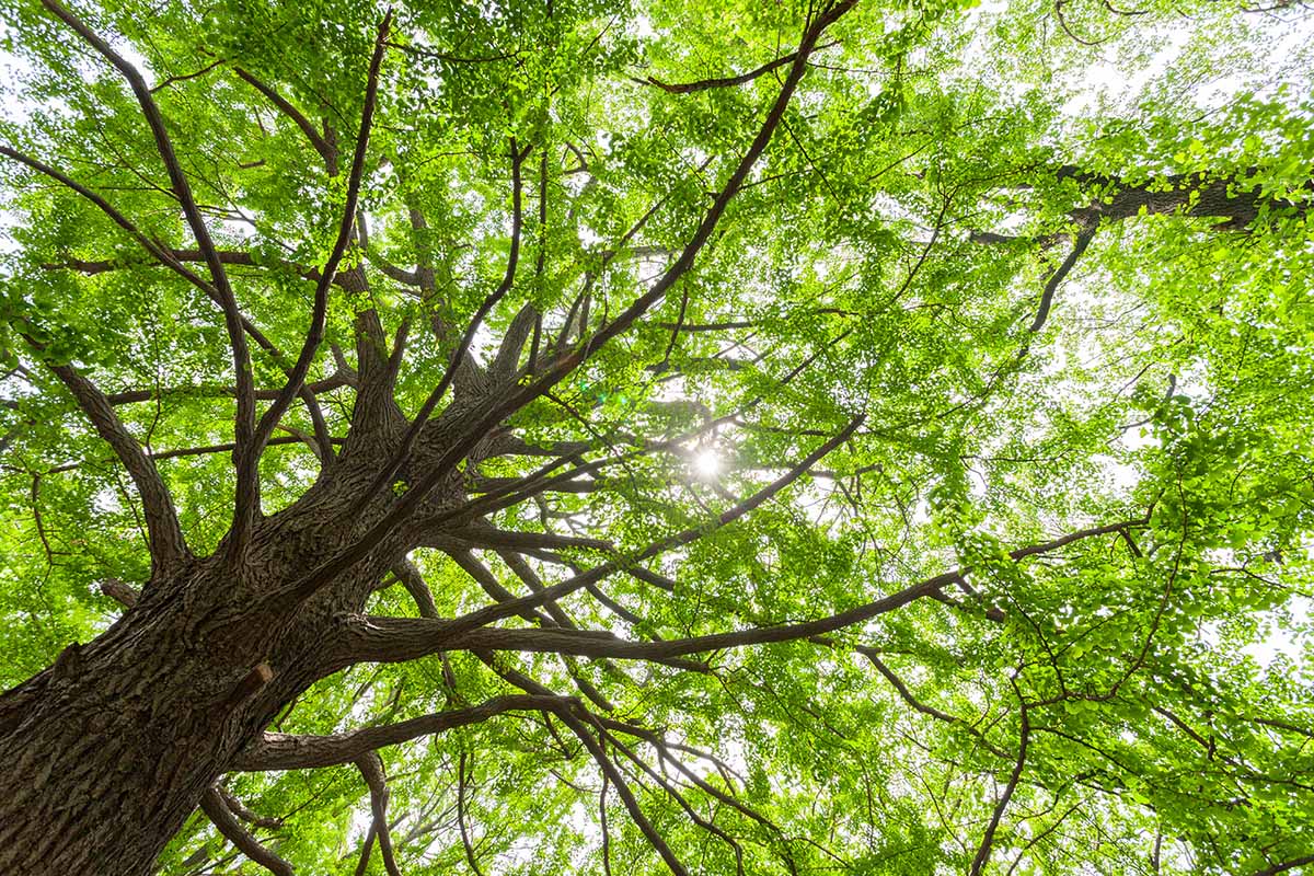 Une vue sur la canopée d'un grand arbre ginkgo mature poussant dans le jardin avec le soleil traversant le feuillage.