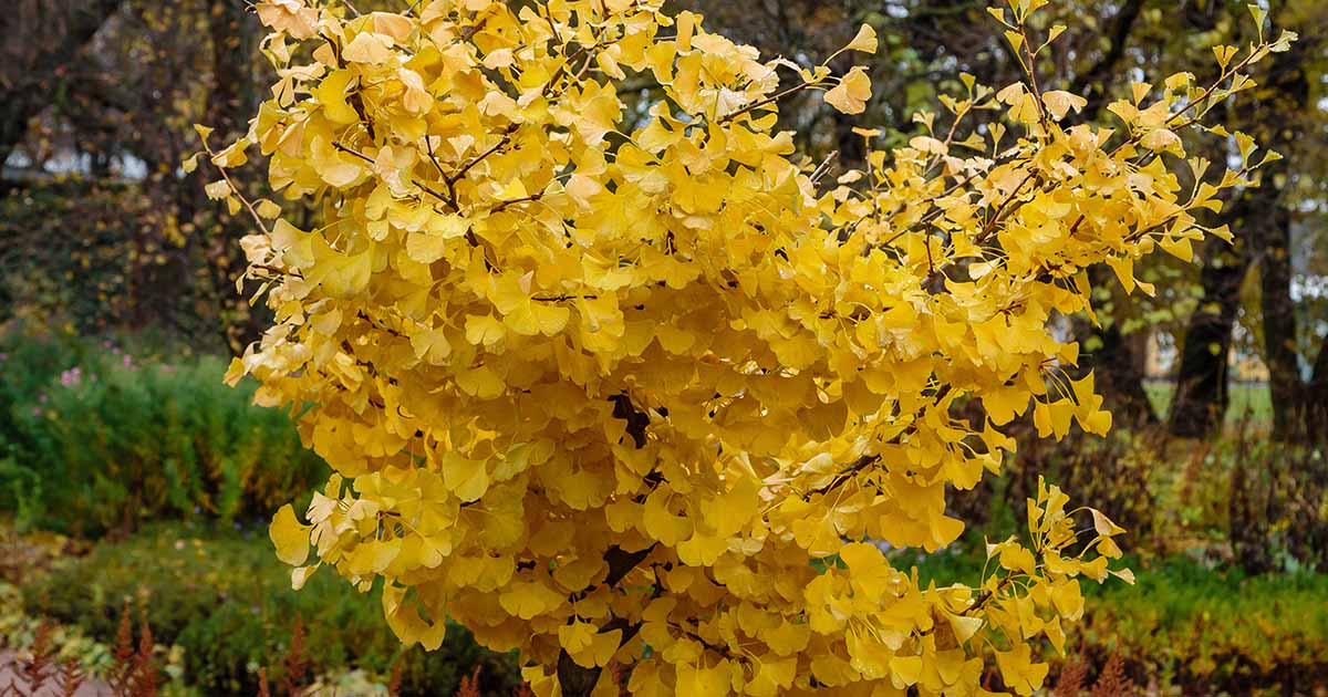 Comment multiplier les arbres de ginkgo à partir de boutures de tiges