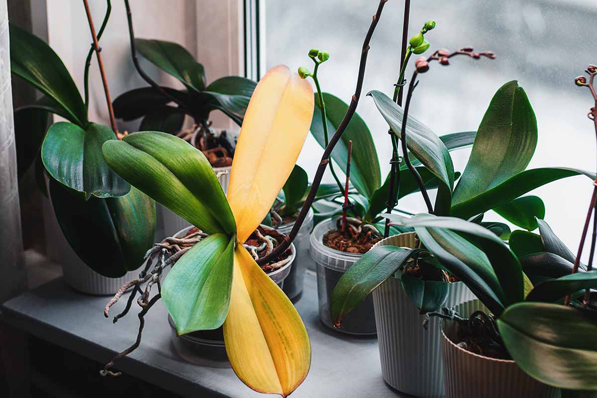 Une image horizontale en gros plan d'orchidées en pot sur un rebord de fenêtre, l'une d'entre elles avec un feuillage jaune vif en raison de la pourriture des racines.