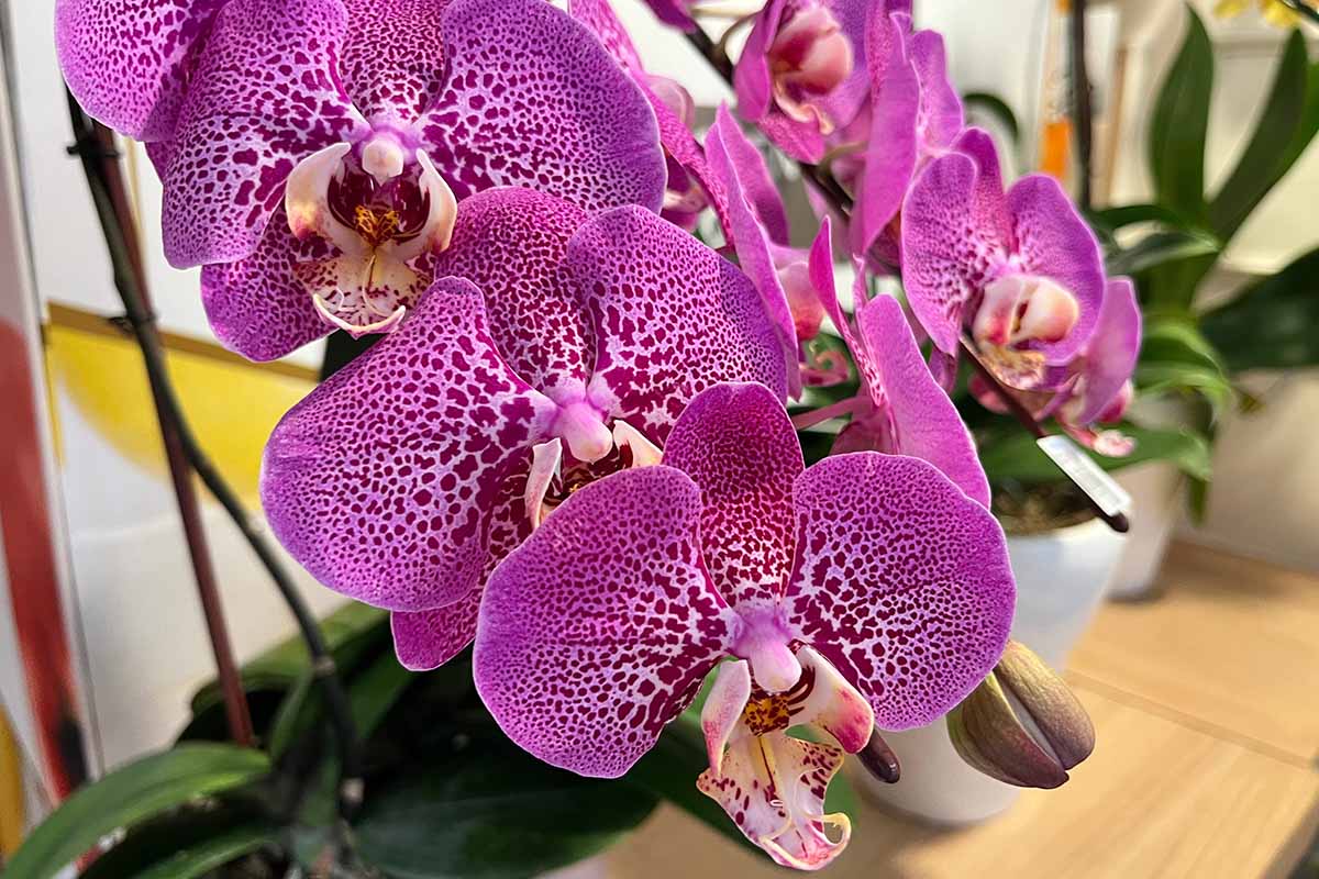 Une image horizontale en gros plan d'orchidées papillon roses et violettes (Phalaenopsis) poussant dans des pots à l'intérieur.