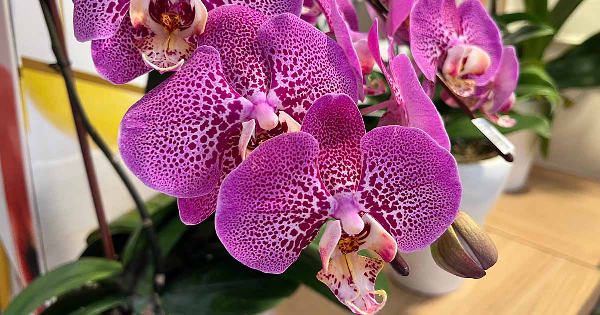Comment identifier et traiter la pourriture de la couronne des orchidées