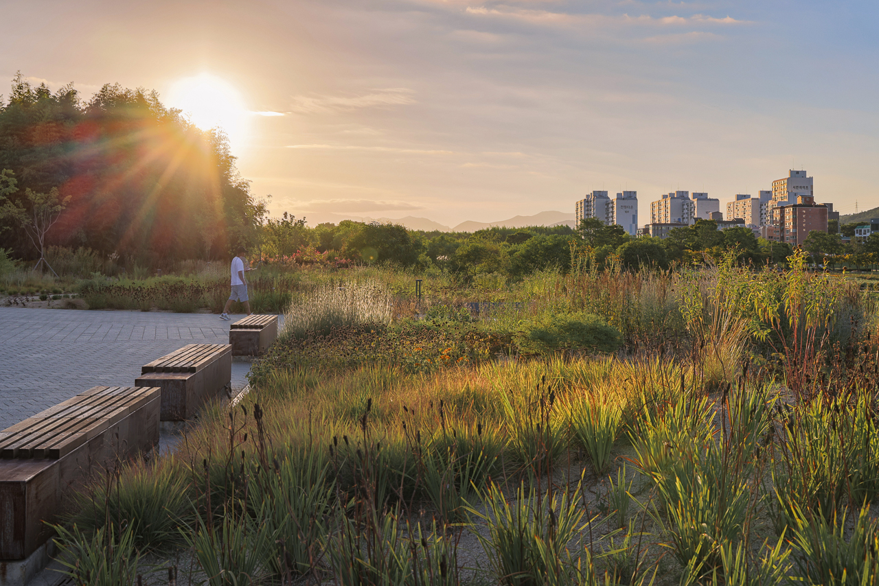 Le jardin naturaliste de Piet Oudolf en Corée du Sud