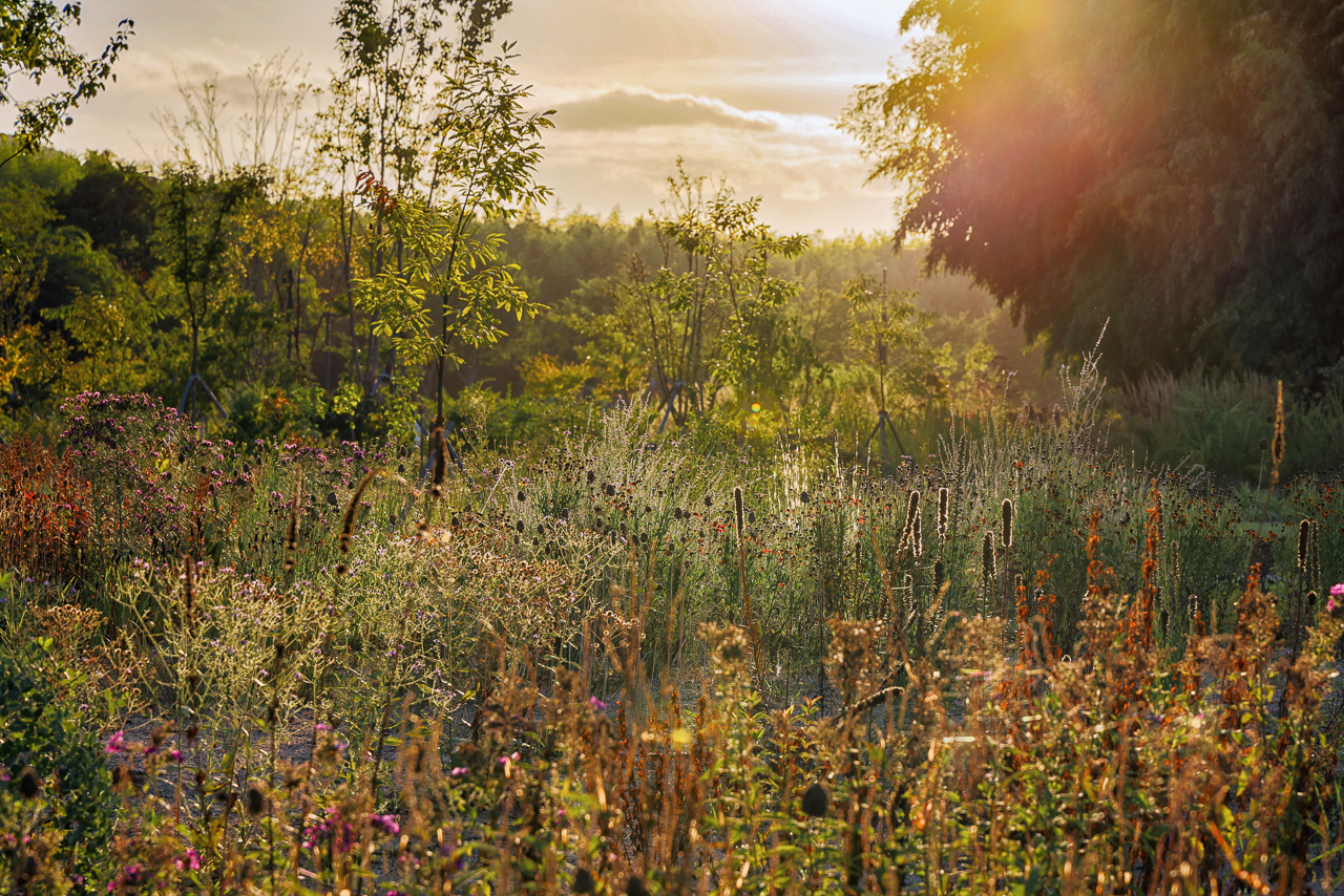Le jardin naturaliste de Piet Oudolf en Corée du Sud