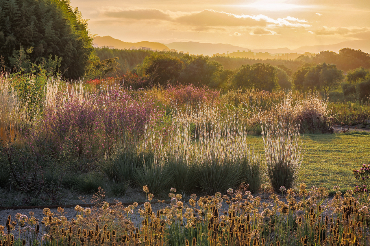 Le jardin naturaliste de Piet Oudolf en Corée du Sud