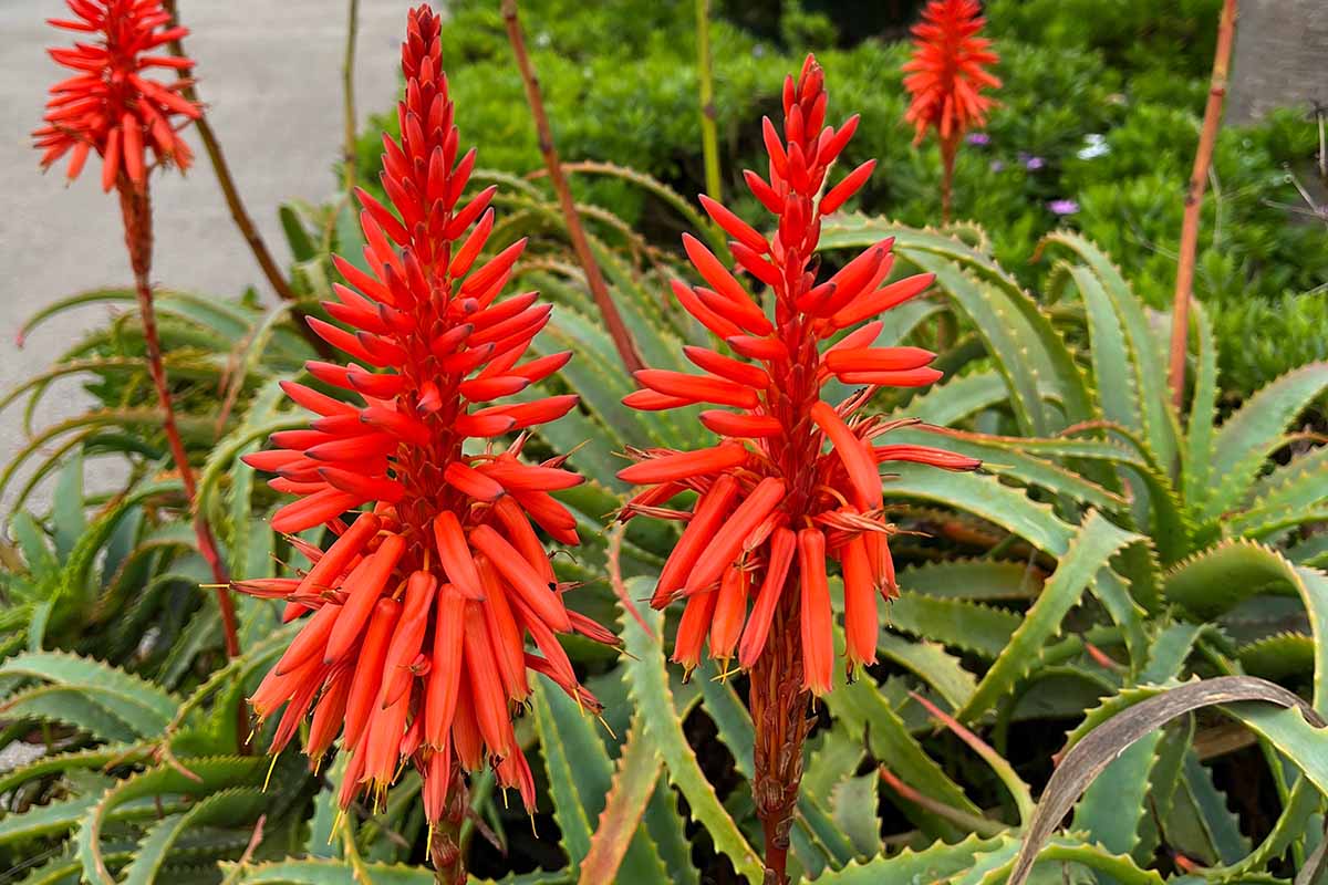Une photo horizontale de plantes d'aloès dans un jardin en pleine floraison avec des fleurs rouge vif sur de hautes tiges.