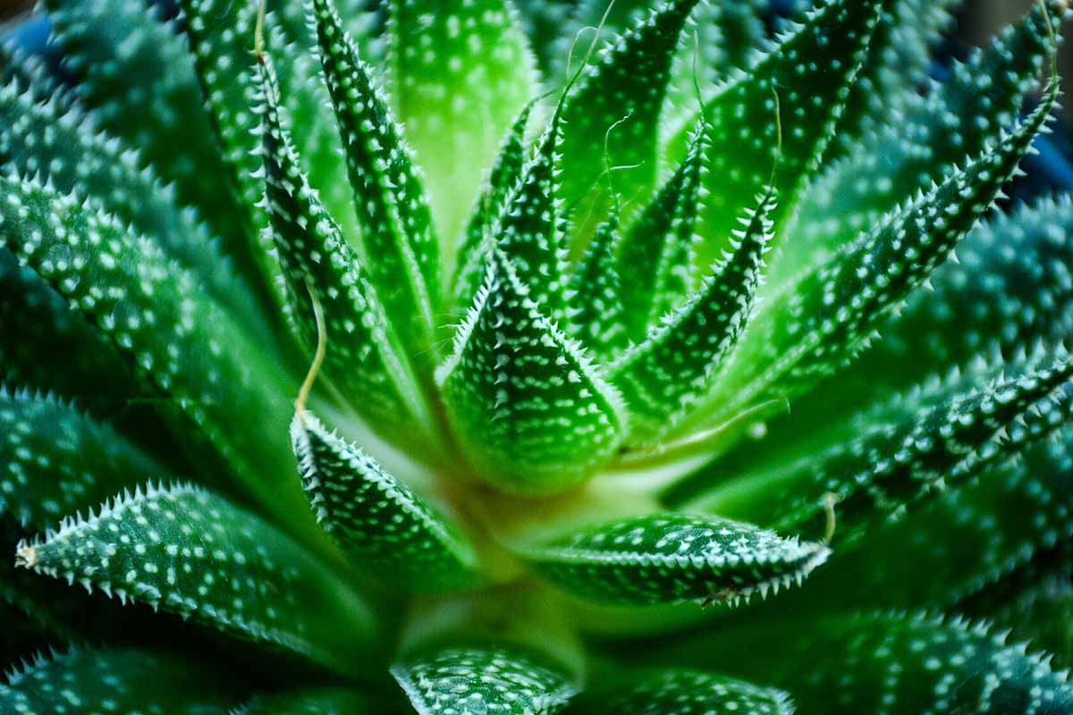 Une photo horizontale en gros plan du feuillage d'une plante d'aloès tachetée.