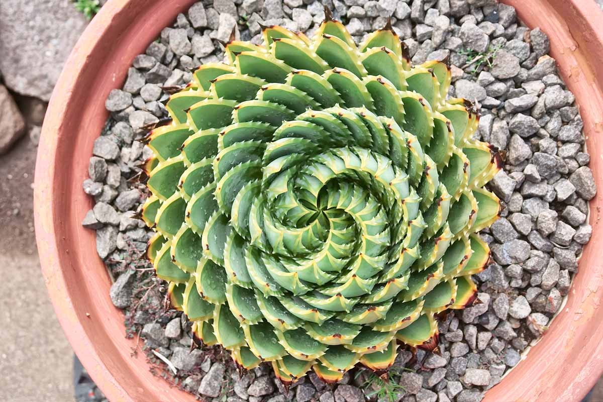 Une prise de vue horizontale d'en haut d'un aloès en spirale poussant dans un pot en terre cuite.