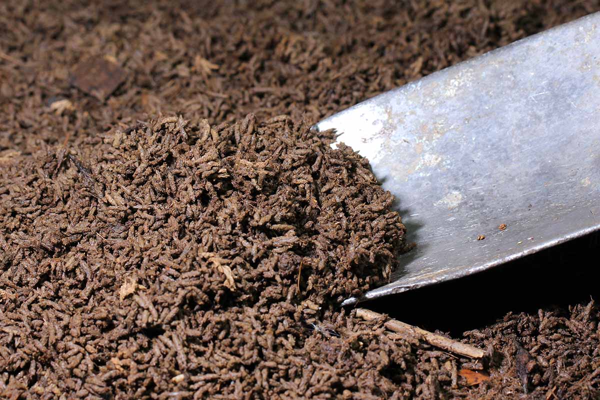 Un gros plan horizontal d'une truelle de jardin ramassant de l'engrais organique coulé par des vers.