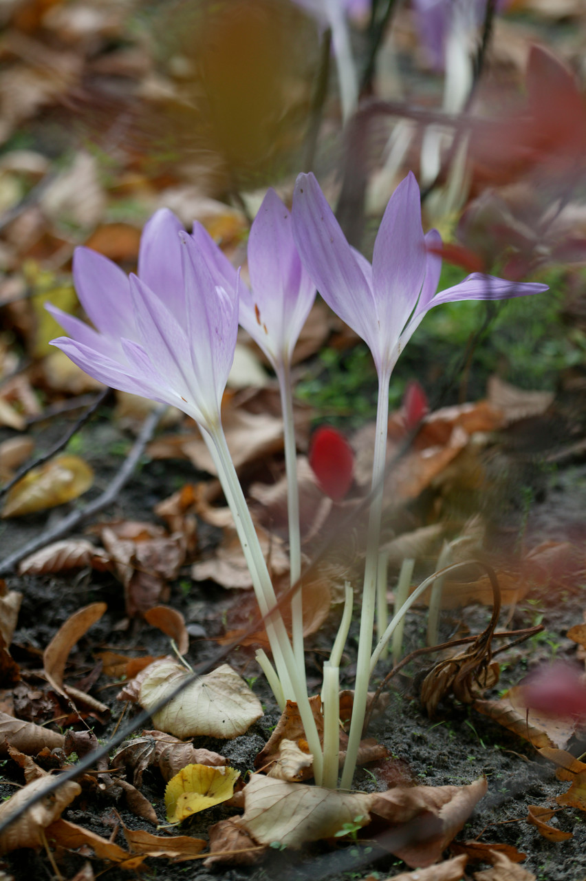 fleurs de colchique