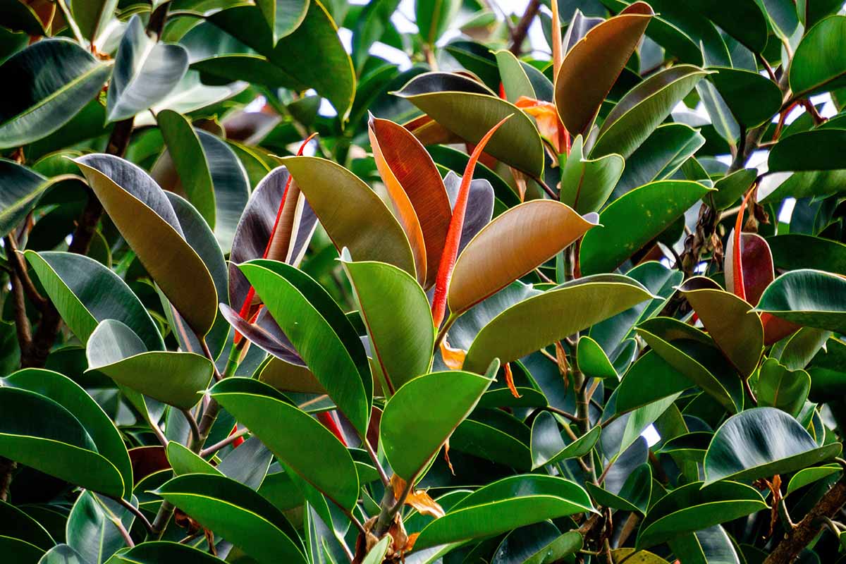 Une image horizontale en gros plan de grandes plantes à caoutchouc (Ficus elastica) poussant dans des pots.