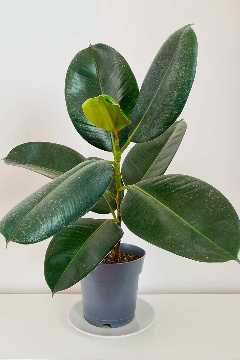 Une image verticale en gros plan d'une plante de caoutchouc poussant dans un petit pot à l'intérieur.