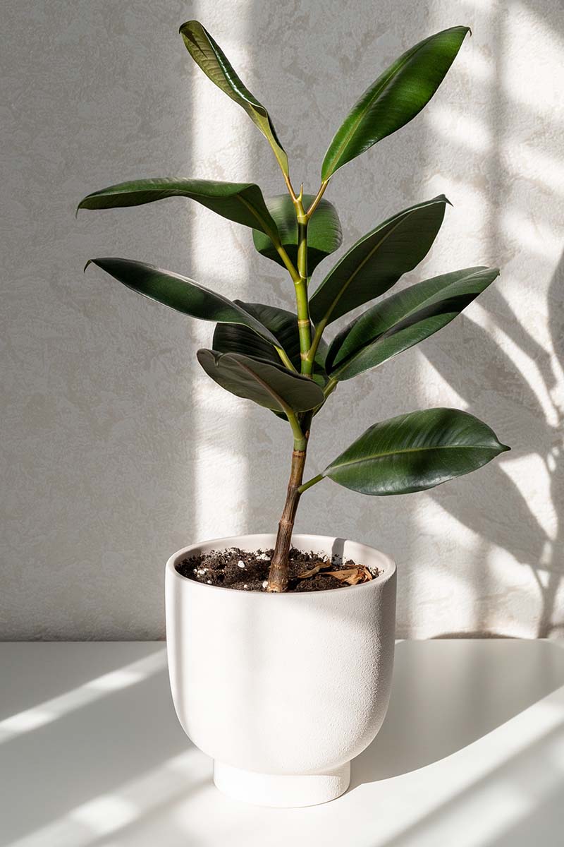 Une image verticale en gros plan d'une plante de caoutchouc poussant dans un pot blanc à l'intérieur.