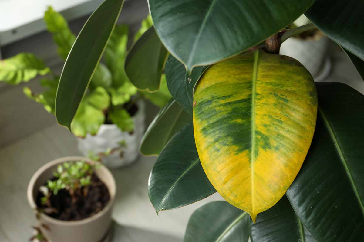 Image horizontale en gros plan d'un arbre à caoutchouc (Ficus elastica) poussant dans un pot à l'intérieur avec un feuillage jaunissant.