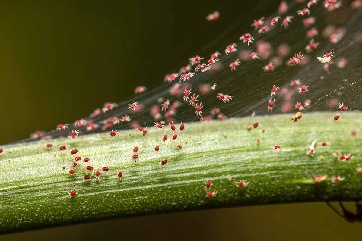 Une image horizontale en gros plan d'acariens dans une toile sur la branche d'une plante.