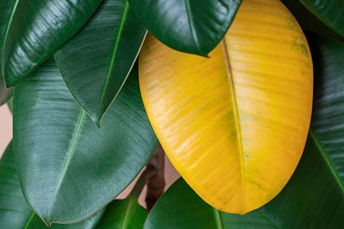 Image horizontale en gros plan d'une feuille jaune sur un Ficus elastica, alias arbre à caoutchouc.