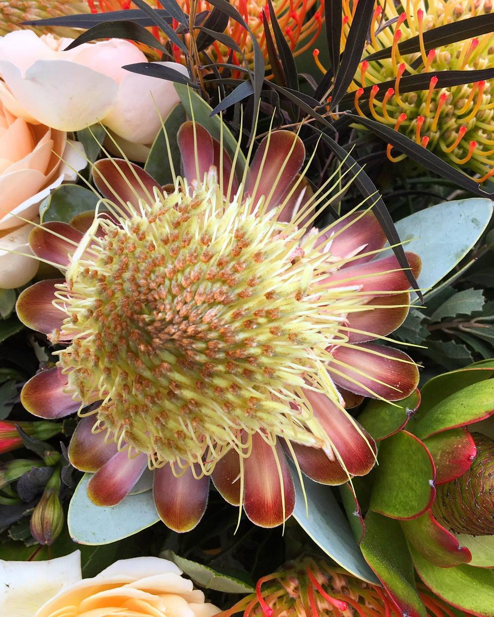 Protéa nitida Protéacées : les fleurs de fynbos utilisées dans certaines compositions florales