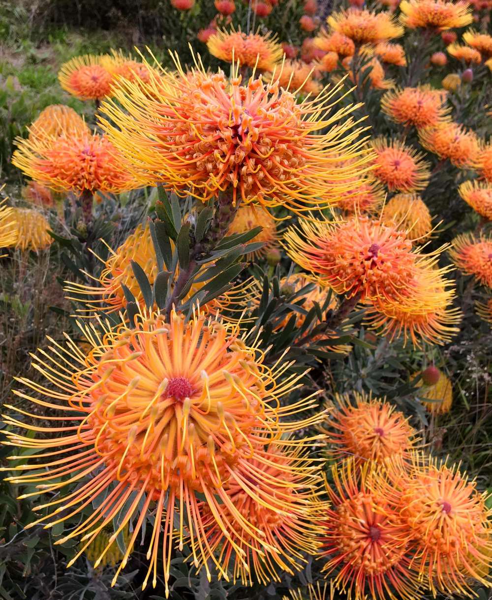Leucospermum