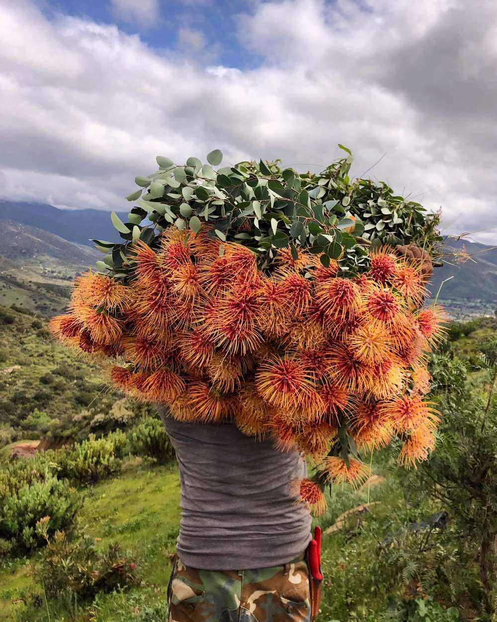 Protéacées pour fleurs coupées