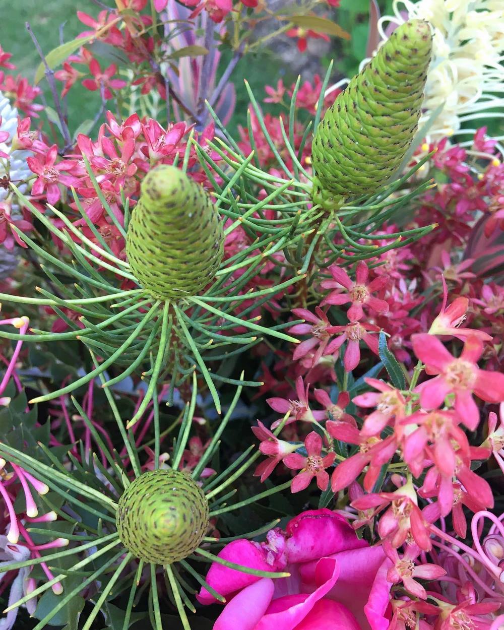 Leucadendron