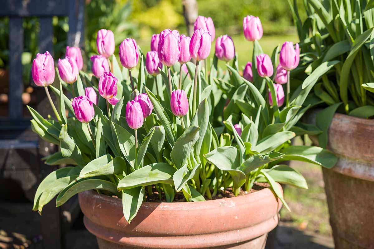 Une image horizontale en gros plan de tulipes roses en pleine floraison poussant dans un pot en terre cuite photographiée sous un soleil éclatant.