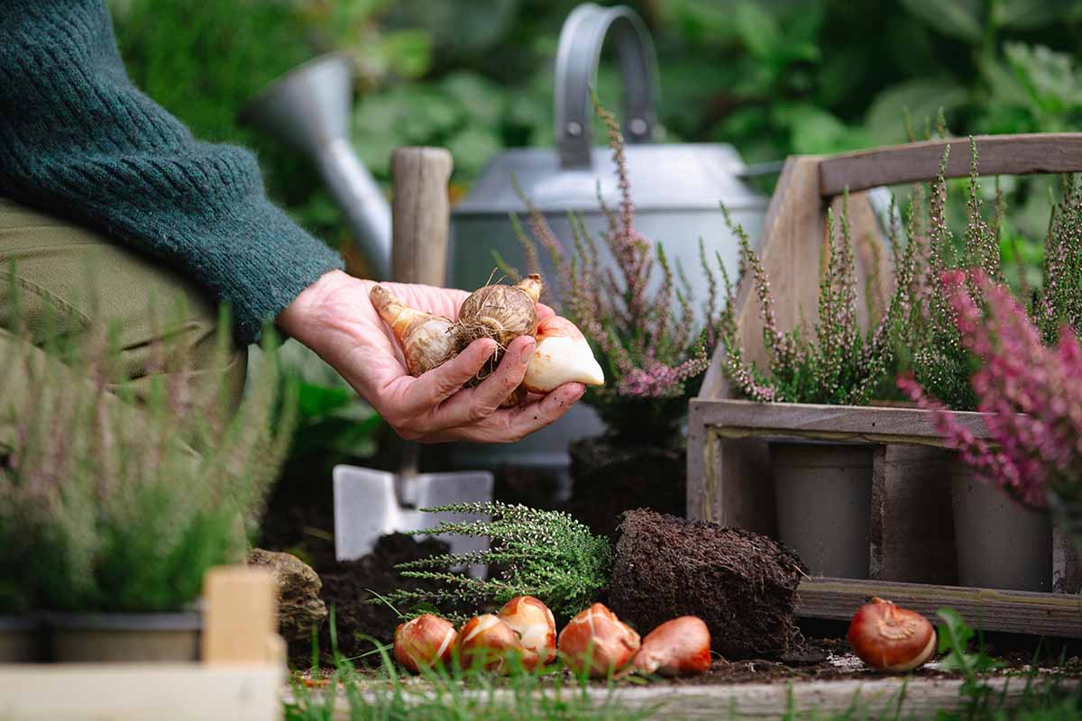 Une image horizontale en gros plan d'un jardinier tenant des bulbes prêts à être plantés dans des conteneurs.