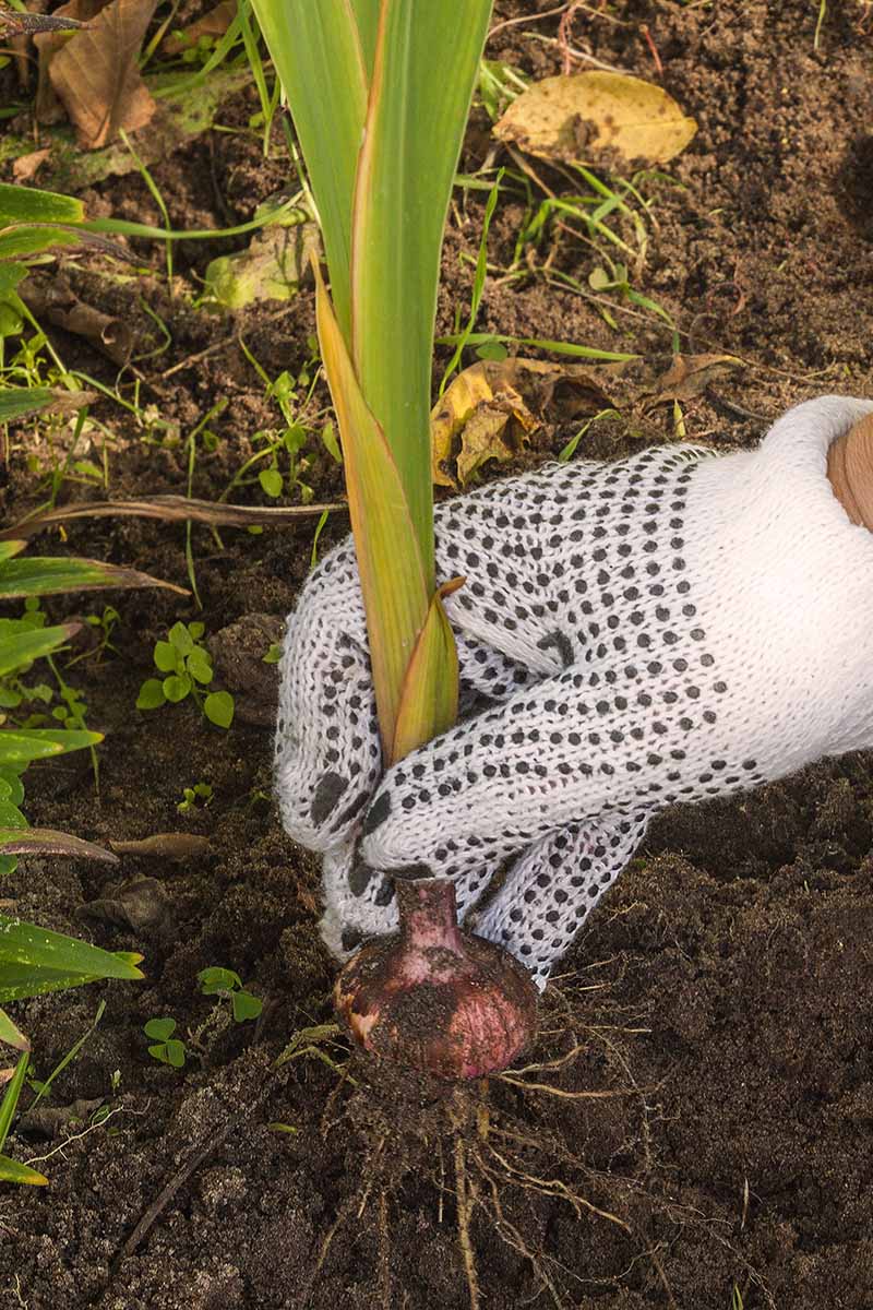 Une image verticale en gros plan d'une main gantée déterrant un bulbe de glaïeul pour le stocker pendant les mois d'hiver.