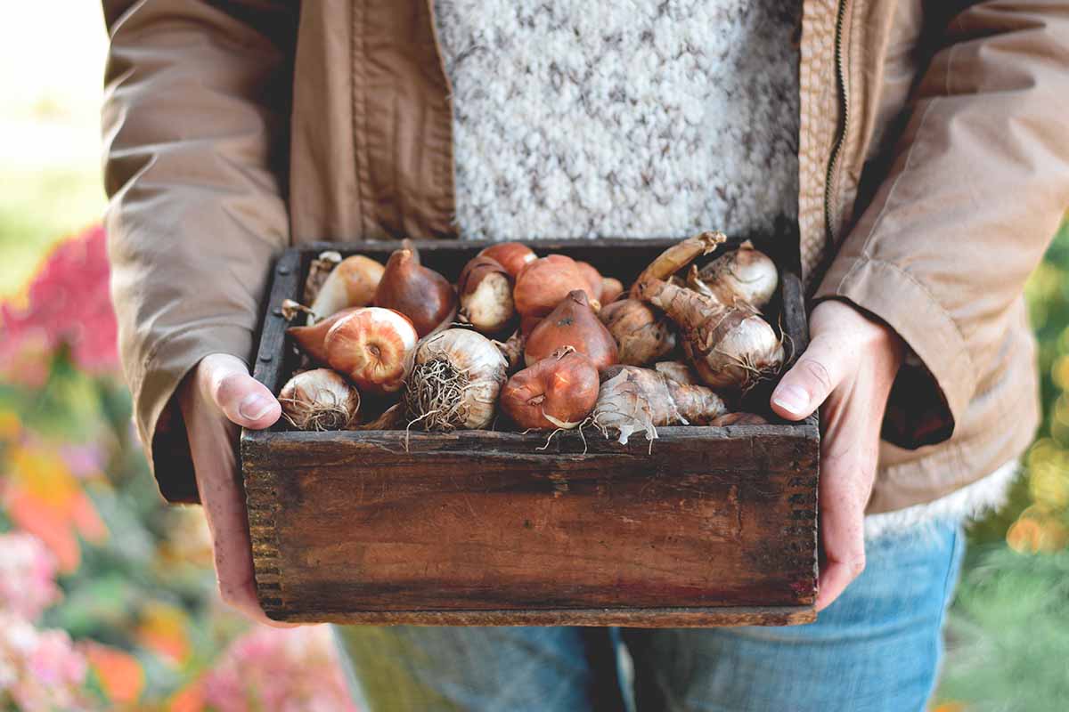 Une image horizontale en gros plan d'un jardinier tenant une boîte en bois remplie de bulbes de printemps.
