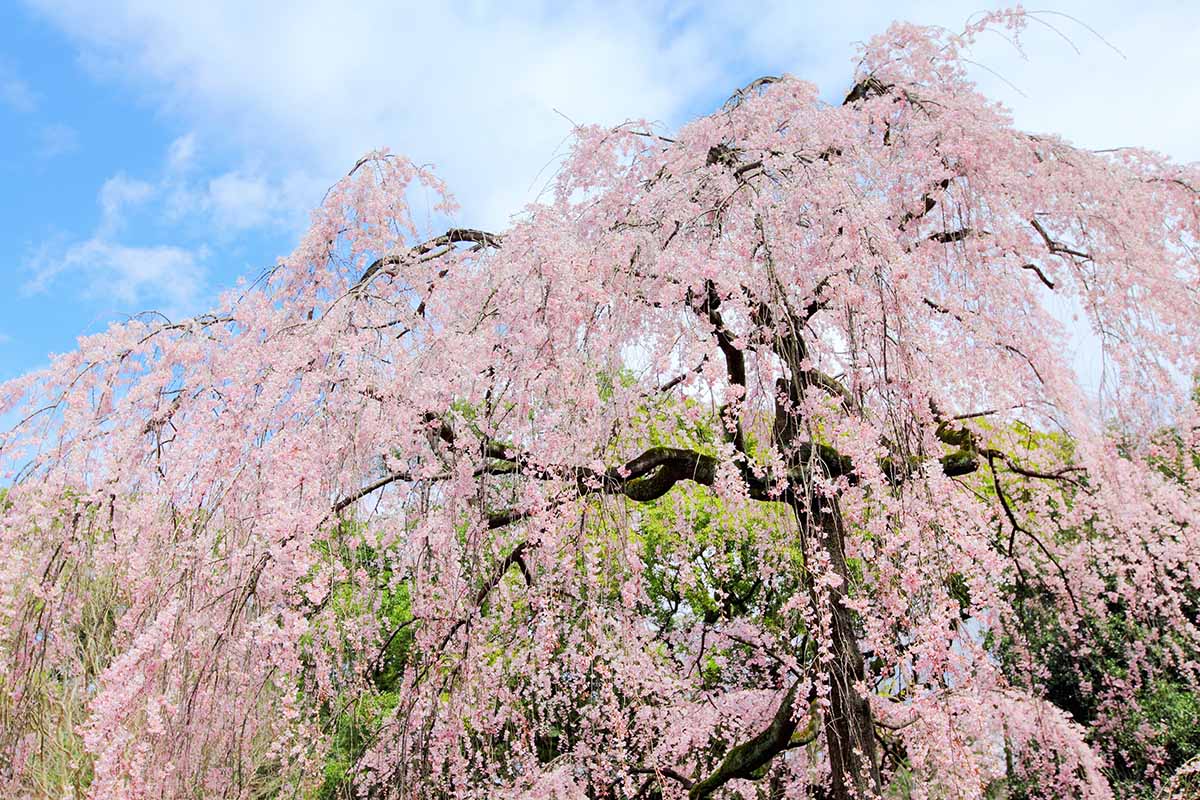 Image horizontale d'un cerisier pleureur en pleine floraison avec des fleurs rose clair, représenté sous un soleil léger sur fond de ciel bleu.