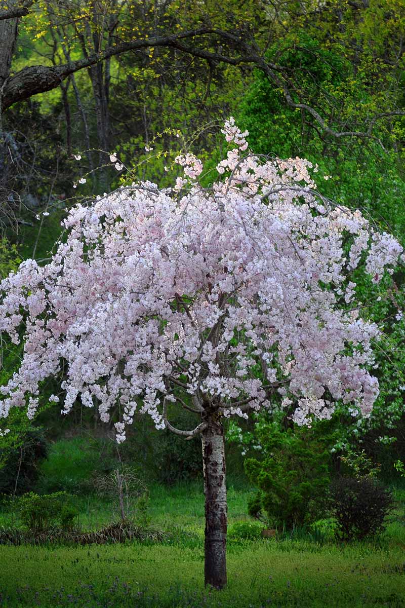 Une photo verticale d'une jeune cerise pleureuse en pleine floraison avec des fleurs rose clair.